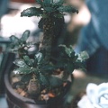 Dorstenia foetida (2843 відвідувань) Фото Ивановой Елены (Киев). Растение Юрия Павловича Су�... Dorstenia foetida