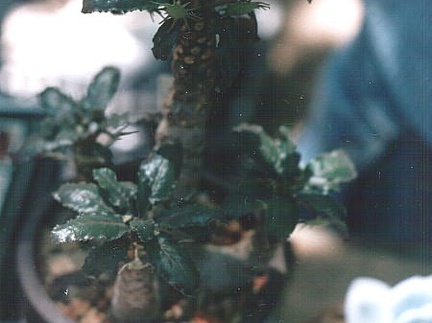 Dorstenia foetida (2839 відвідувань) Фото Ивановой Елены (Киев). Растение Юрия Павловича Су�... Dorstenia foetida