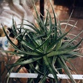 Dyckia.jpg