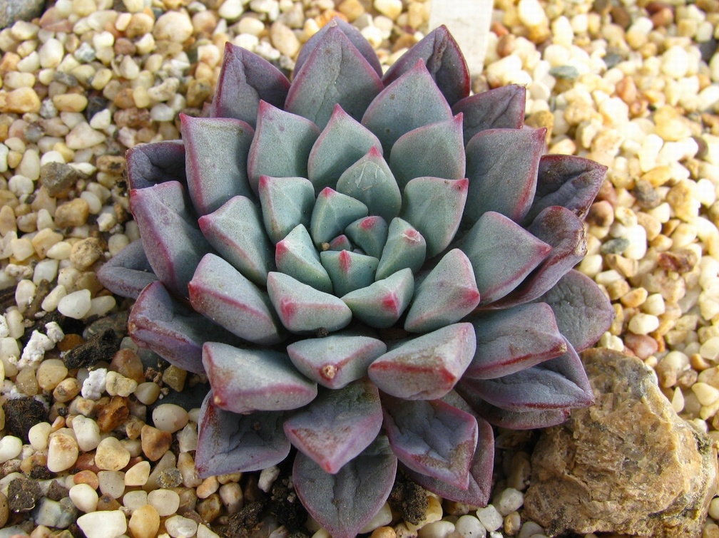 Echeveria expatriata (2982 відвідувань) Echeveria expatriata