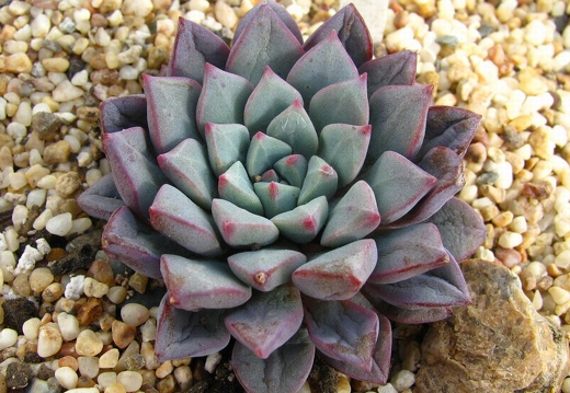 Echeveria expatriata (2978 відвідувань) Echeveria expatriata