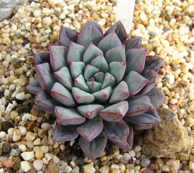 Echeveria_expatriata.jpg