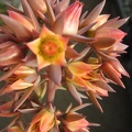 Echeveria_gibbiflora_f__metallica_001.JPG