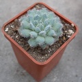 Echeveria harmsii1 Ketsko-photo Ivanova 001 (2031 відвідувань) Echeveria harmsii1 Ketsko-photo Ivanova 001