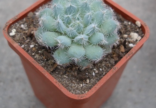 Echeveria harmsii1 Ketsko-photo Ivanova 001 (2030 відвідувань) Echeveria harmsii1 Ketsko-photo Ivanova 001