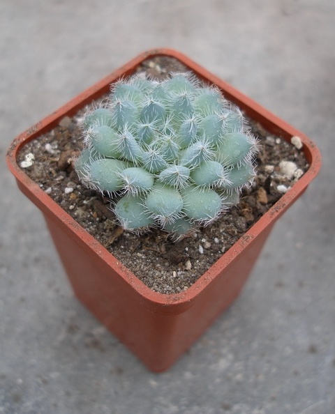 Echeveria_harmsii1_Ketsko-photo_Ivanova_001.jpg