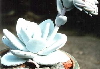 Echeveria lau (2080 відвідувань) Echeveria lau