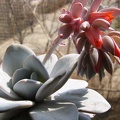 Echeveria laui Baschuk FG (2104 відвідувань) Echeveria laui Baschuk FG