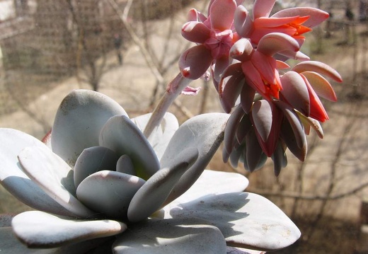 Echeveria laui Baschuk FG (2104 відвідувань) Echeveria laui Baschuk FG