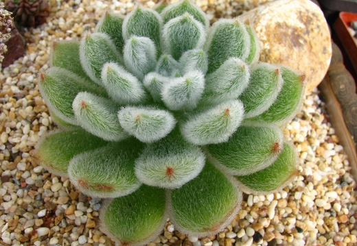 Echeveria setosa (2198 відвідувань) Echeveria setosa