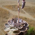 Ph Echeveria shaviana1 Necro (1837 відвідувань) Ph Echeveria shaviana1 Necro