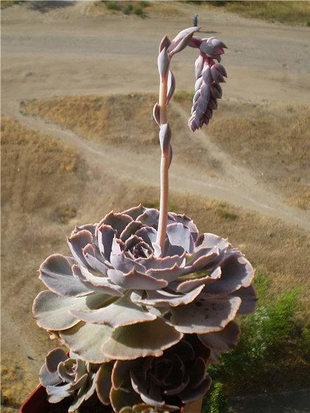 Ph_Echeveria_shaviana1_Necro.jpg