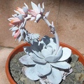 echeveria laui Ru FG (2015 відвідувань) echeveria laui Ru FG