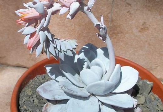 echeveria laui Ru FG (2015 відвідувань) echeveria laui Ru FG