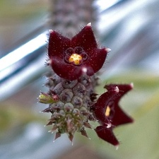 Echidnopsis repens (2426 відвідувань) Echidnopsis repens