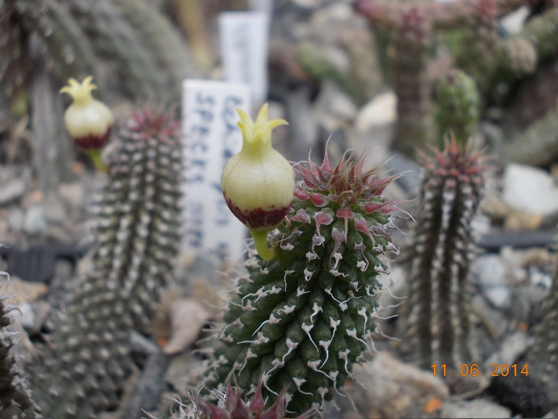Echidnopsis_specksii.JPG