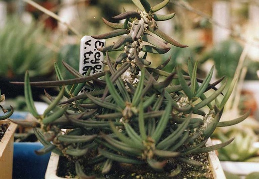 Euphorbia cylindrifolia v. tuberifera (2578 відвідувань) Фото и растение Александра и Сергея Червинко (Винница)... Euphorbia cylindrifolia v. tuberifera