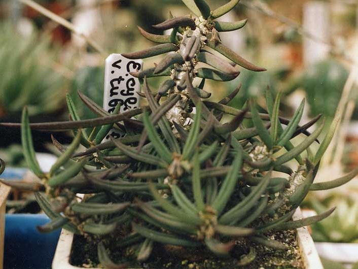 Euphorbia cylindrifolia v. tuberifera (2578 відвідувань) Фото и растение Александра и Сергея Червинко (Винница)... Euphorbia cylindrifolia v. tuberifera