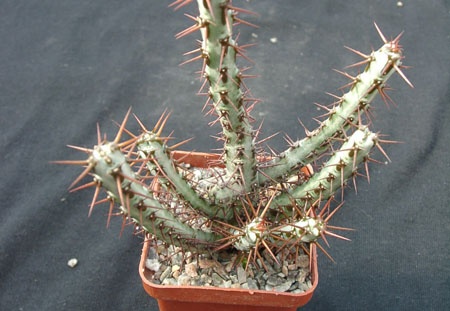 Euphorbia SP (2067 відвідувань) Euphorbia SP