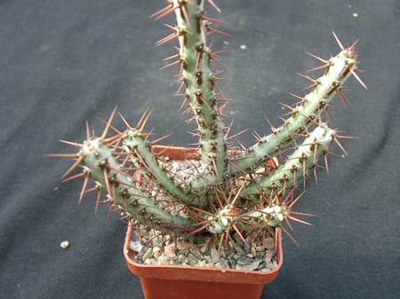 Euphorbia SP (2067 відвідувань) Euphorbia SP