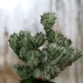Euphorbia__lactea_fa_cristata.JPG
