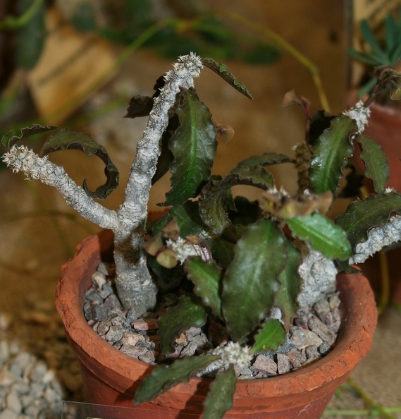 Euphorbia_ambovombensis.JPG