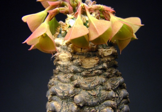 Euphorbia ankarensis (1958 відвідувань) Euphorbia ankarensis