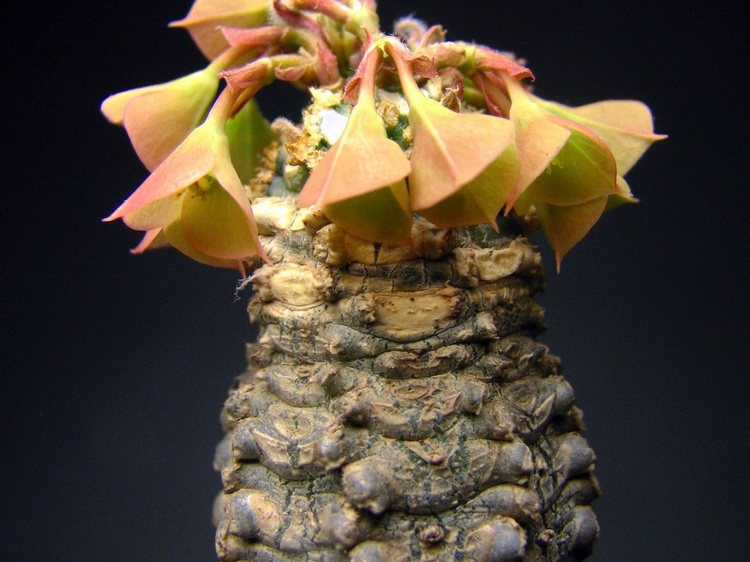 Euphorbia ankarensis (1958 відвідувань) Euphorbia ankarensis