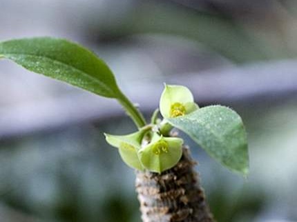 Euphorbia ankarensis Marek FG (1871 відвідувань) Euphorbia ankarensis Marek FG