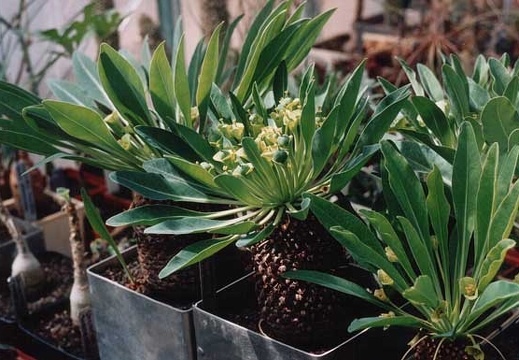 Euphorbia bupleurifolia (2608 відвідувань) Фото и растение Александра и Сергея Червинко (Винница)... Euphorbia bupleurifolia
