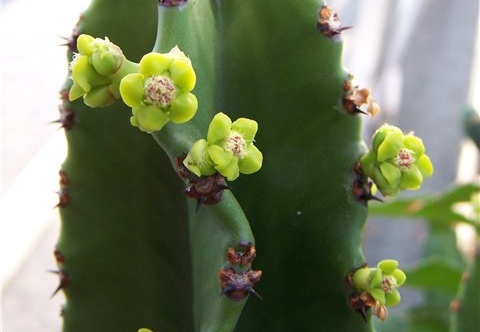 Euphorbia candelabrum Tamara (1845 відвідувань) Euphorbia candelabrum Tamara