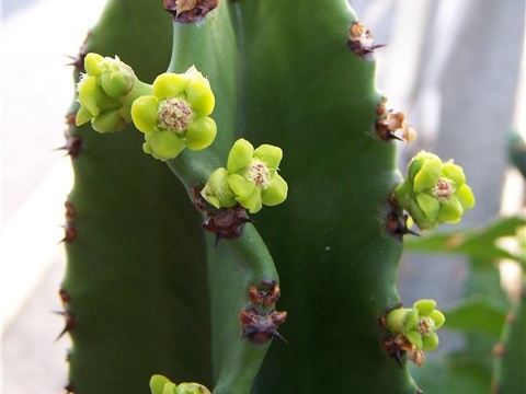 Euphorbia candelabrum Tamara (1845 відвідувань) Euphorbia candelabrum Tamara