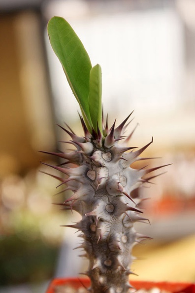 Euphorbia_horombense.JPG