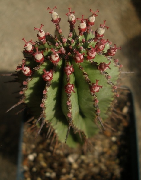 Euphorbia_horrida_.JPG
