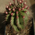 Euphorbia_horrida_.JPG