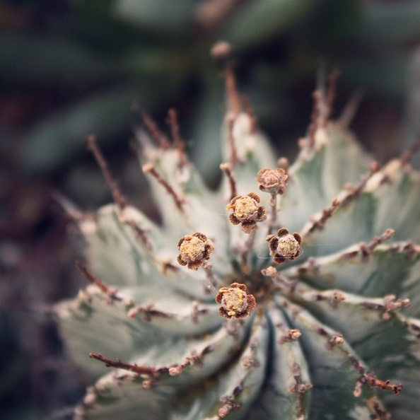 Euphorbia_horrida_v_alba.jpg