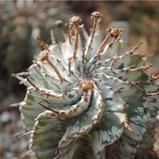 Euphorbia horrida var alba (1629 відвідувань) Euphorbia horrida var alba