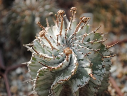 Euphorbia horrida var alba (1629 відвідувань) Euphorbia horrida var alba