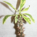 Euphorbia milii f variegata (1659 відвідувань) Euphorbia milii f variegata