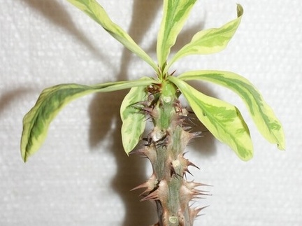 Euphorbia milii f variegata (1655 відвідувань) Euphorbia milii f variegata