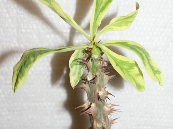 Euphorbia milii f variegata (1652 відвідувань) Euphorbia milii f variegata