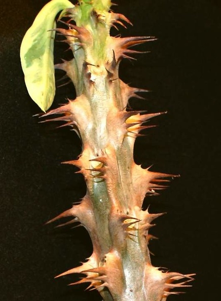 Euphorbia_millii_variegata_Jess.JPG