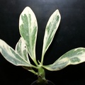 Euphorbia neriifolia f variegata (1790 відвідувань) Euphorbia neriifolia f variegata