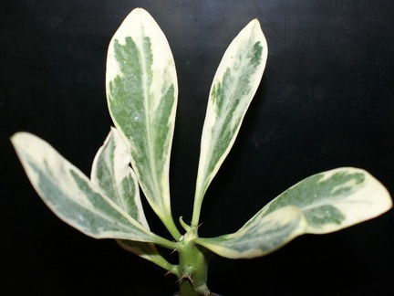 Euphorbia neriifolia f variegata (1784 відвідувань) Euphorbia neriifolia f variegata