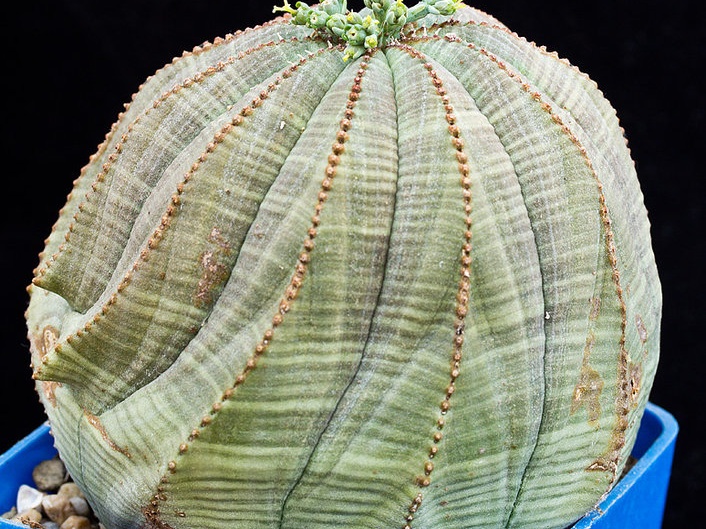 Euphorbia obesa 001 (1686 відвідувань) Euphorbia obesa 001