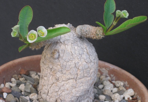 Euphorbia primulifolia var begardii (2263 відвідувань) Euphorbia primulifolia var begardii