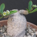 Euphorbia_primulifolia_var__begardii.jpg