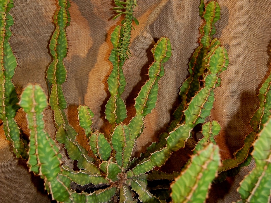 Euphorbia pseudocactus A Berger (63 відвідувань) Euphorbia pseudocactus A Berger