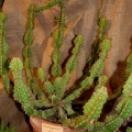 Euphorbia pseudocactus A Berger (63 відвідувань) Euphorbia pseudocactus A Berger