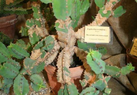 Euphorbia resinifera
